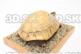 turtle 0040